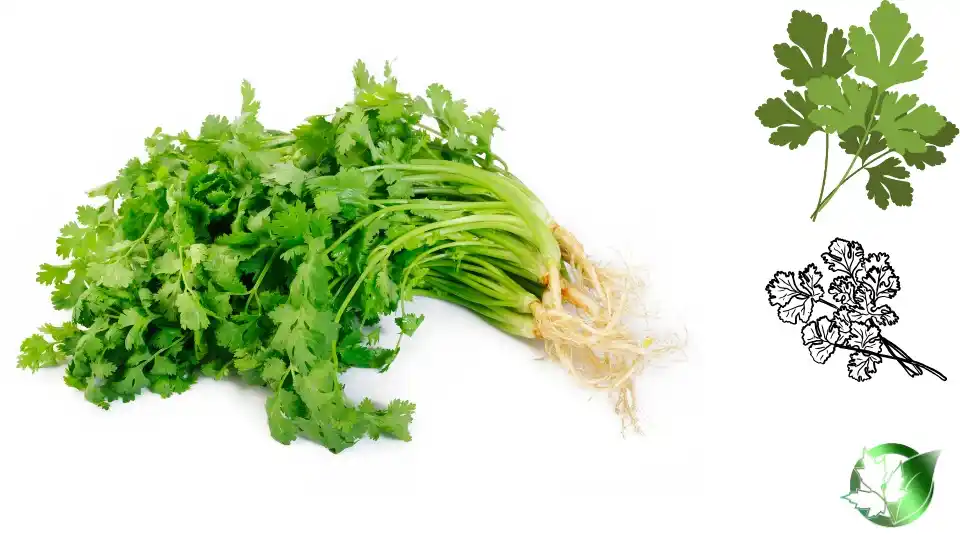 Commercial presentation of Frozen Coriander for wholesale product evaluation and buyer review.